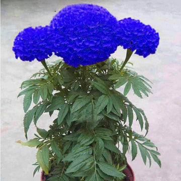 Blue Marigold Seeds - Flower Plant