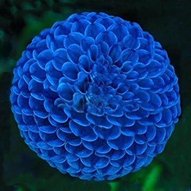 Blue Marigold Seeds - Flower Plant