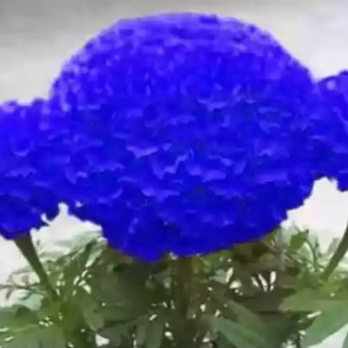 Blue Marigold Seeds - Flower Plant