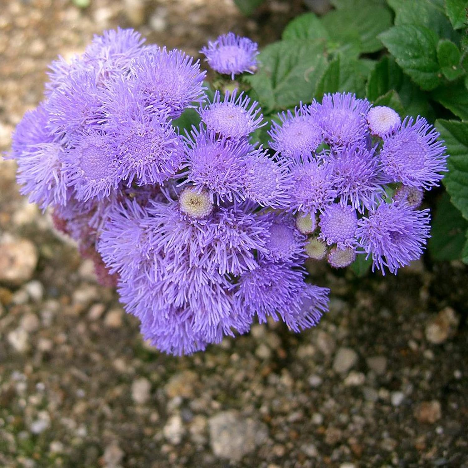 Blue Mistflower Seeds – Perennial, Attracts Butterflies

