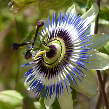 Blue Passion Seeds - Hardy Perennial, Heirloom & GMO
