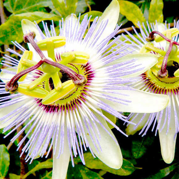 Blue Passion Seeds - Hardy Perennial, Heirloom & GMO
