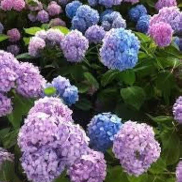 Blue Pink Azalea Seeds