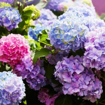 Blue Pink Azalea Seeds