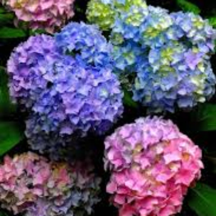 Blue Pink Azalea Seeds