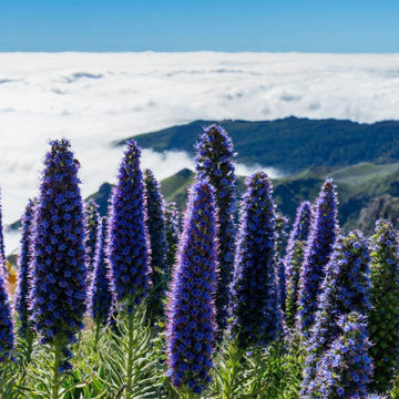 Blue Pride of Madeira Seeds - Flower Plant