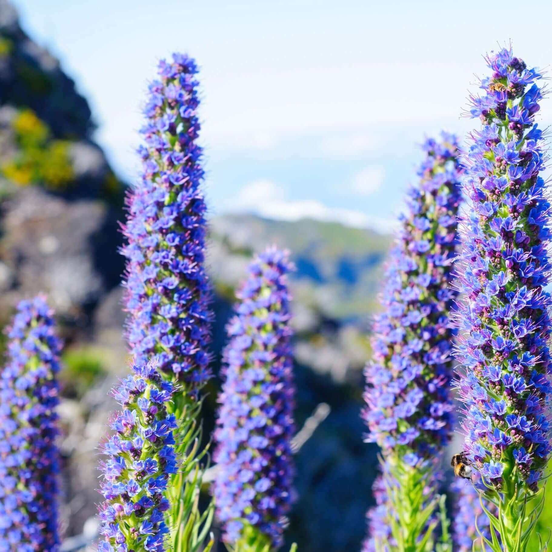 Blue Pride of Madeira Seeds - Flower Plant