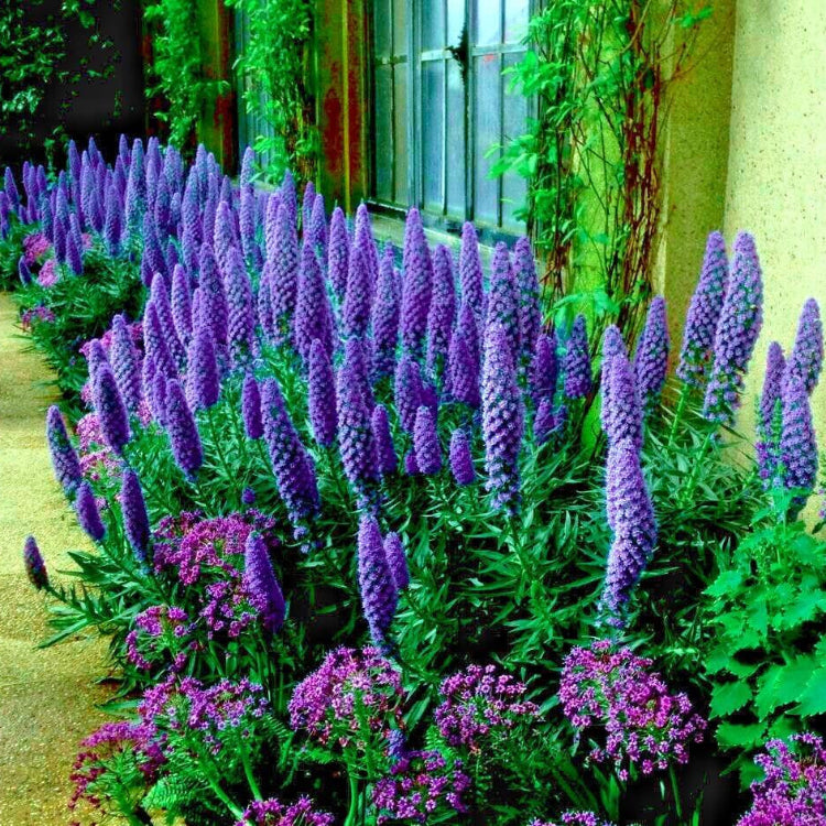 Blue Pride of Madeira Seeds - Flower Plant