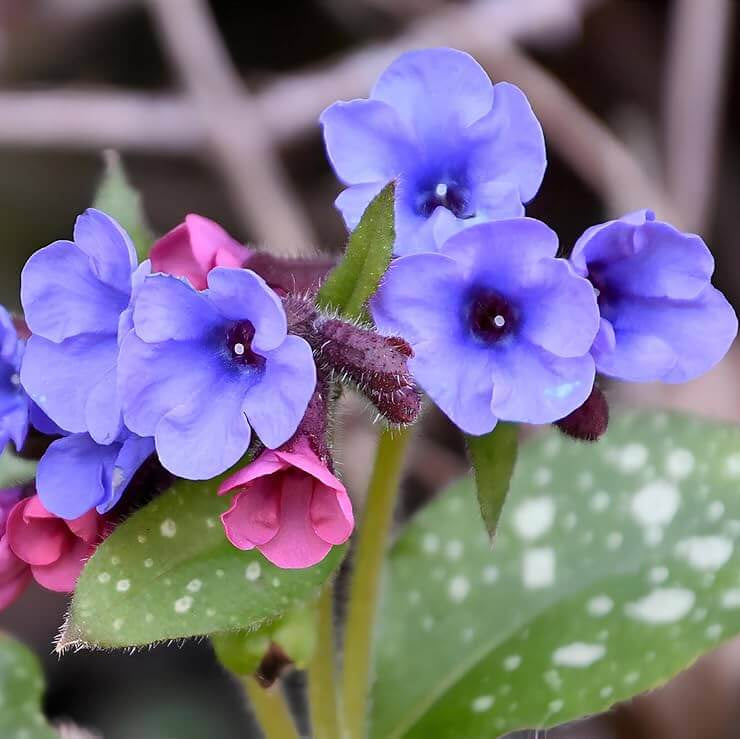 Blue Pulmonaria Lungwort Seeds - Flower Plant