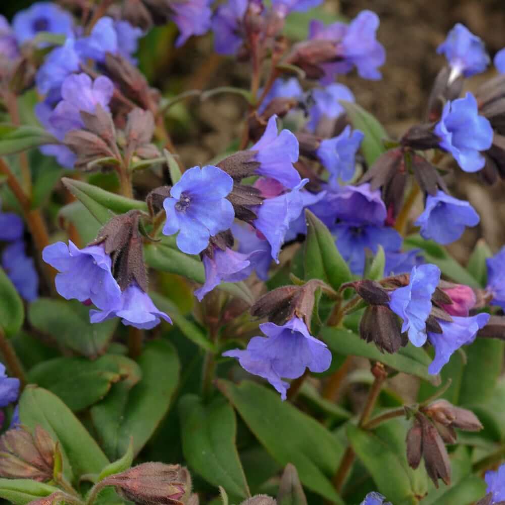 Blue Pulmonaria Lungwort Seeds - Flower Plant