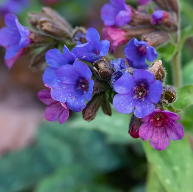 Blue Pulmonaria Lungwort Seeds - Flower Plant
