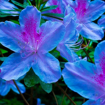 Blue Purple Azalea Seeds 