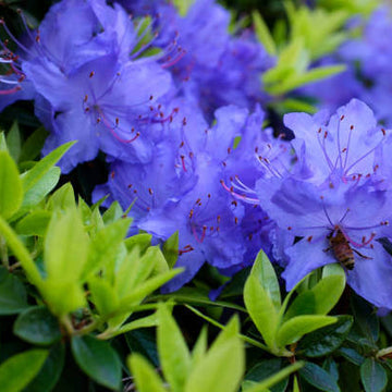 Blue Purple Azalea Seeds 
