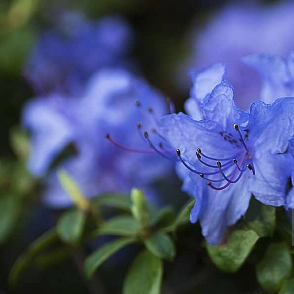 Blue Purple Azalea Seeds 