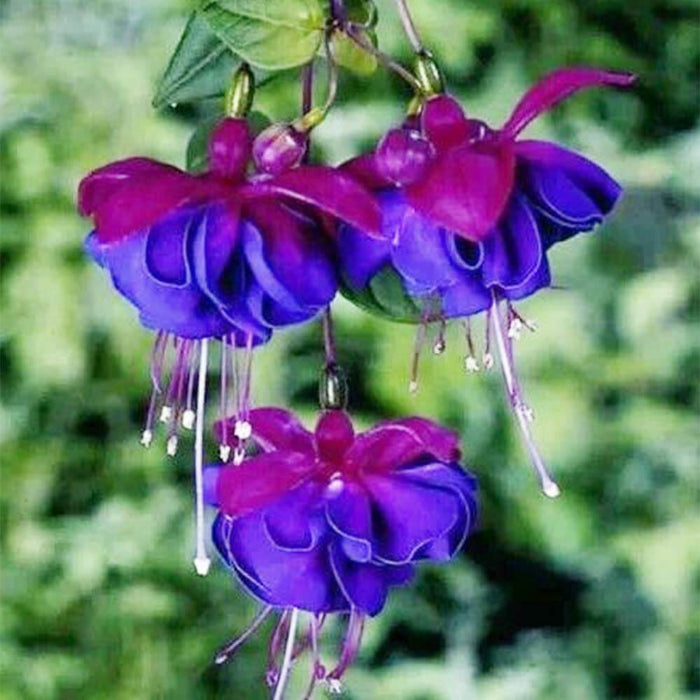 Blue Purple Fuchsia Seeds