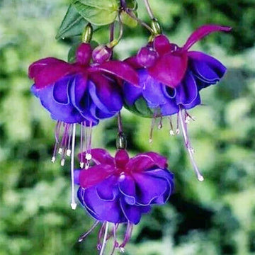 Blue Purple Fuchsia Seeds
