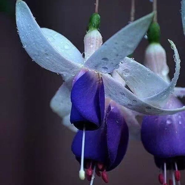 Blue Purple Fuchsia Seeds
