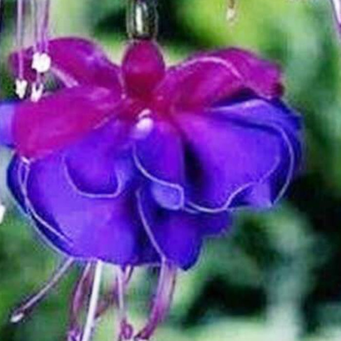Blue Purple Fuchsia Seeds