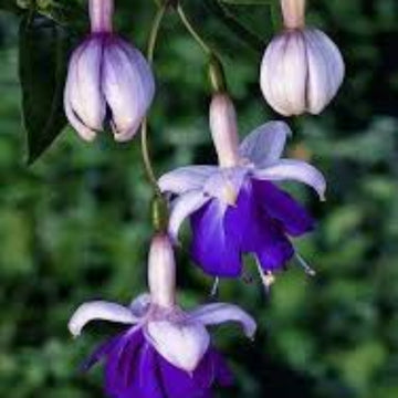 Blue Purple Fuchsia Seeds