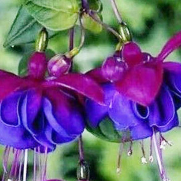 Blue Purple Fuchsia Seeds