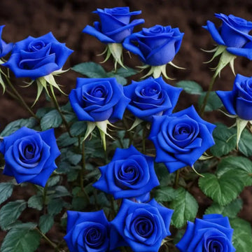 Blue Rose Seeds – Rare Hybrid
