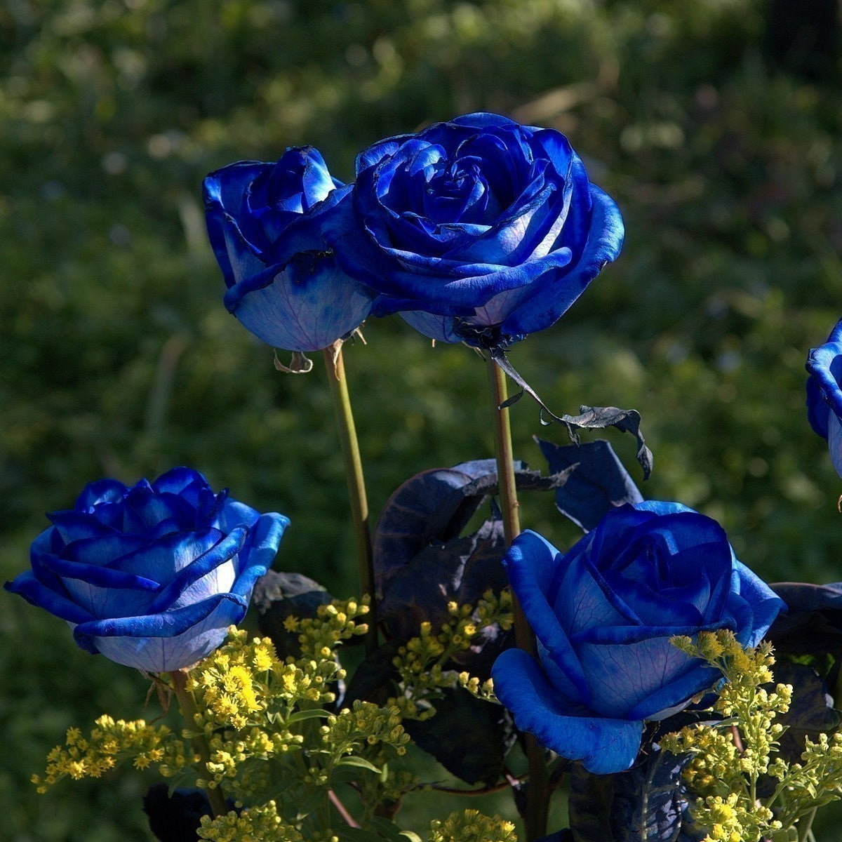 Blue Rose Seeds – Rare Hybrid
