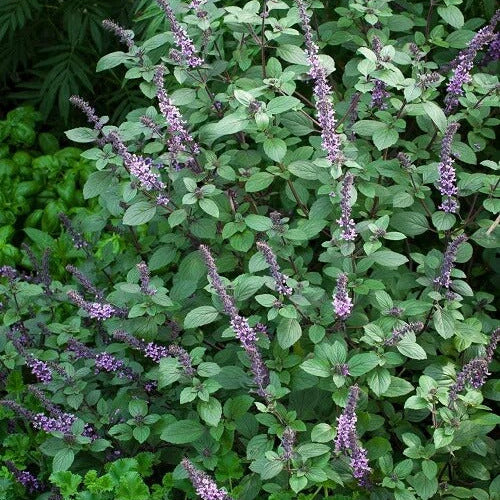 Blue Spice Basil Seeds – African Blue