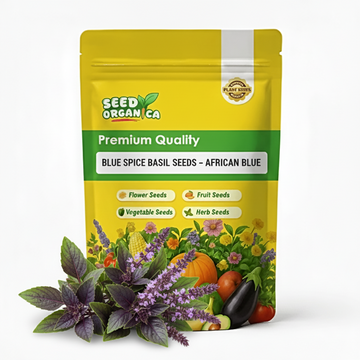 Blue Spice Basil Seeds – African Blue