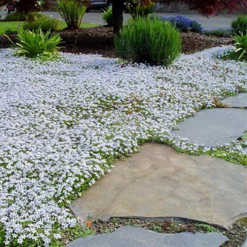 Blue Star Creeper Seeds