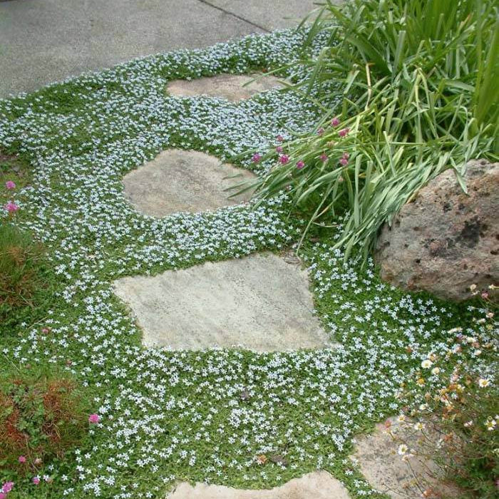 Blue Star Creeper Seeds