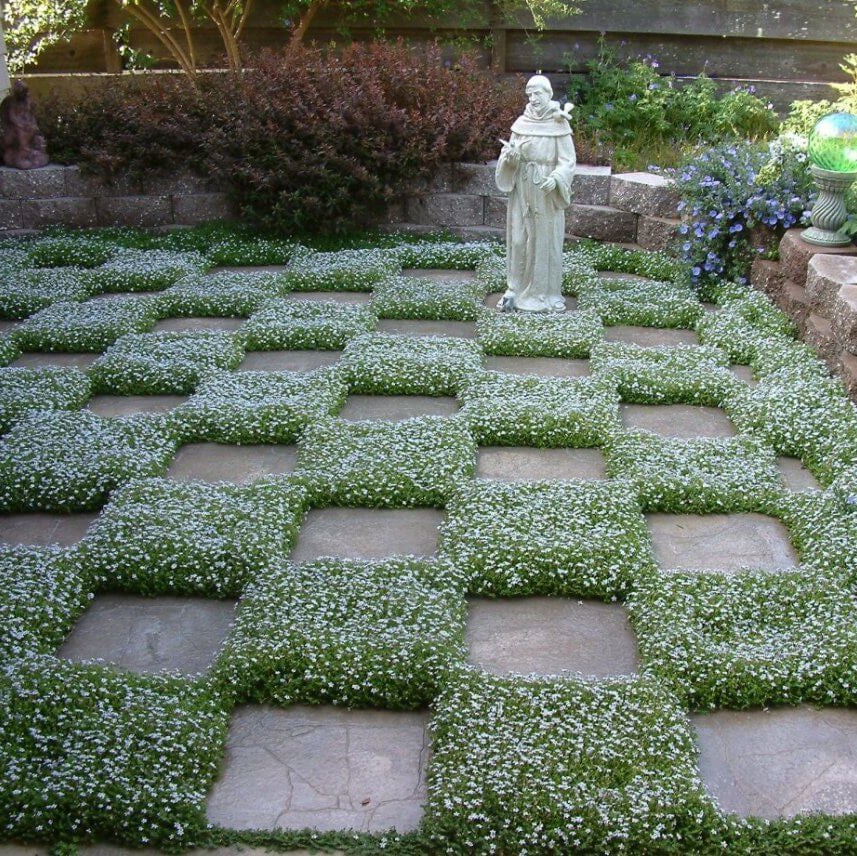 Blue Star Ground Cover Seeds
