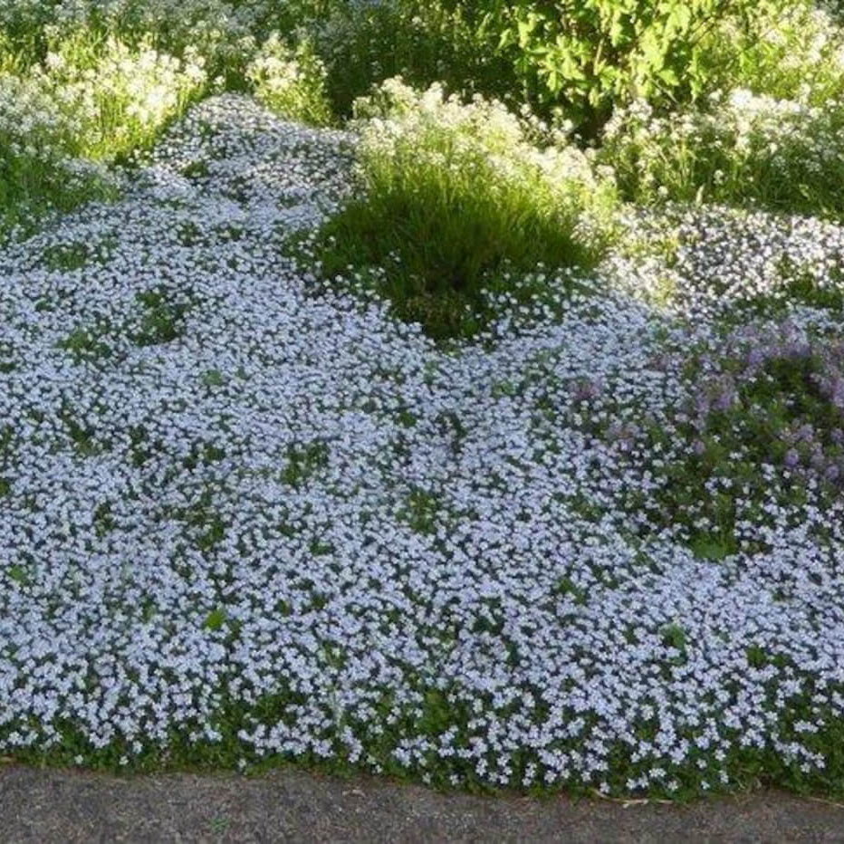 Blue Star Ground Cover Seeds