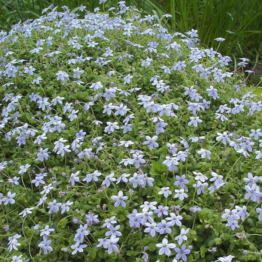 Blue Star Ground Cover Seeds