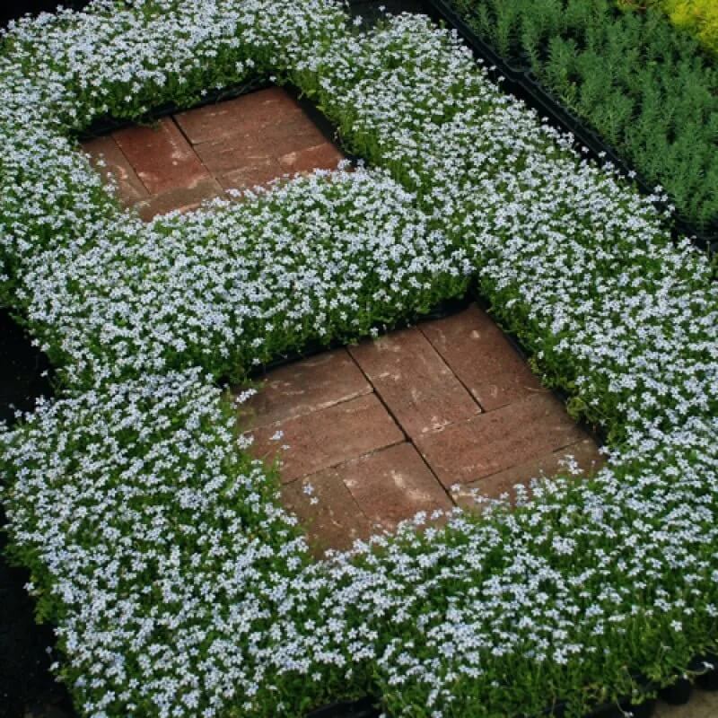 Blue Star Ground Cover Seeds