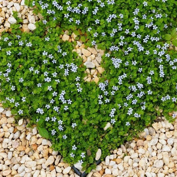 Blue Star Lawn Groundcover Seeds