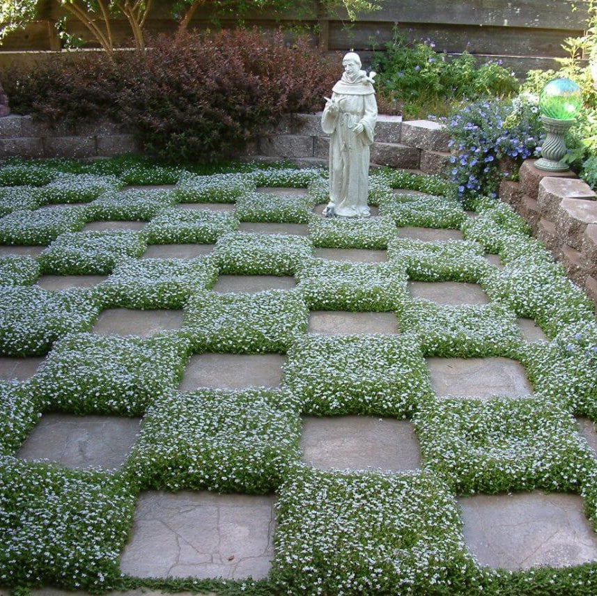 Blue Star Lawn Groundcover Seeds
