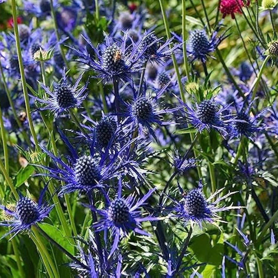 Blue Star Sea Holly Seeds - Flower Plant