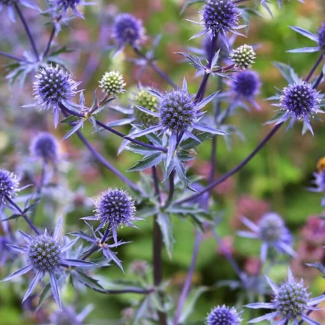 Blue Star Sea Holly Seeds - Flower Plant