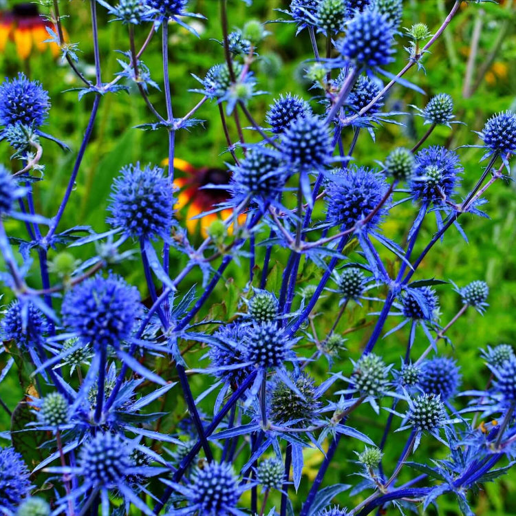 Blue Star Sea Holly Seeds - Flower Plant