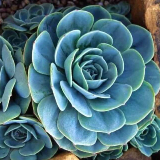 Blue Succulent Flower Seeds – Wildflower Mix, Heirloom
