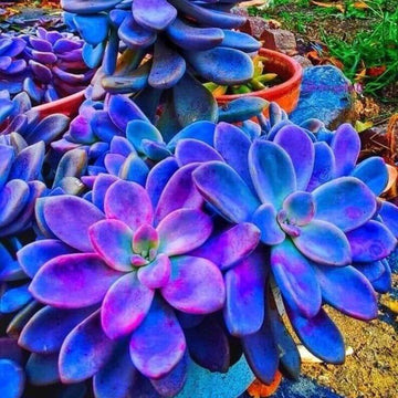Blue Succulent Flower Seeds – Wildflower Mix, Heirloom
