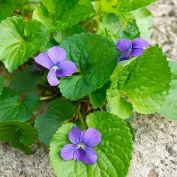Blue Violet Seeds