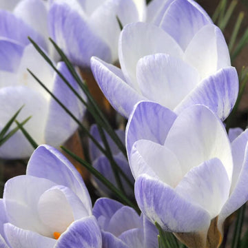 Blue Whiite Mix Crocus Seeds 
