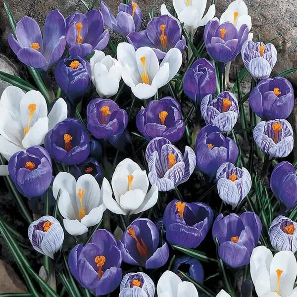 Blue Whiite Mix Crocus Seeds 