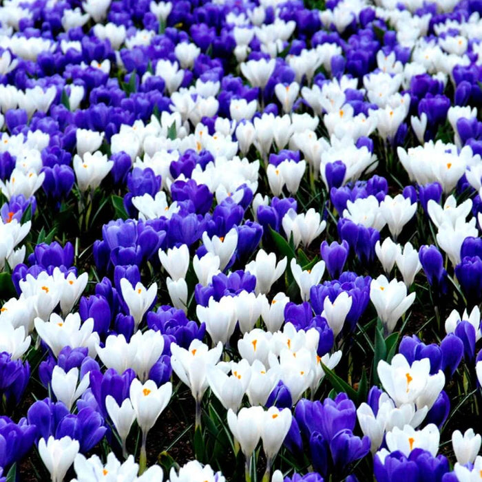Blue Whiite Mix Crocus Seeds 