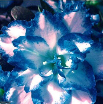 Blue White Azalea Seeds 