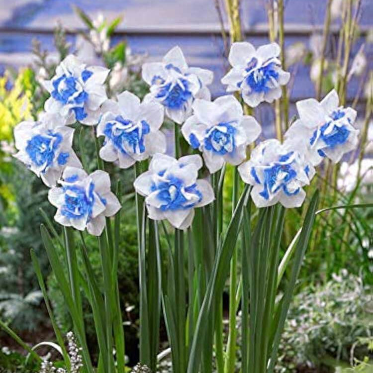 Blue White Daffodil Seeds 