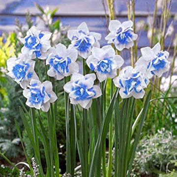 Blue White Daffodil Seeds 
