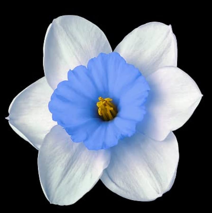 Blue White Daffodil Seeds 