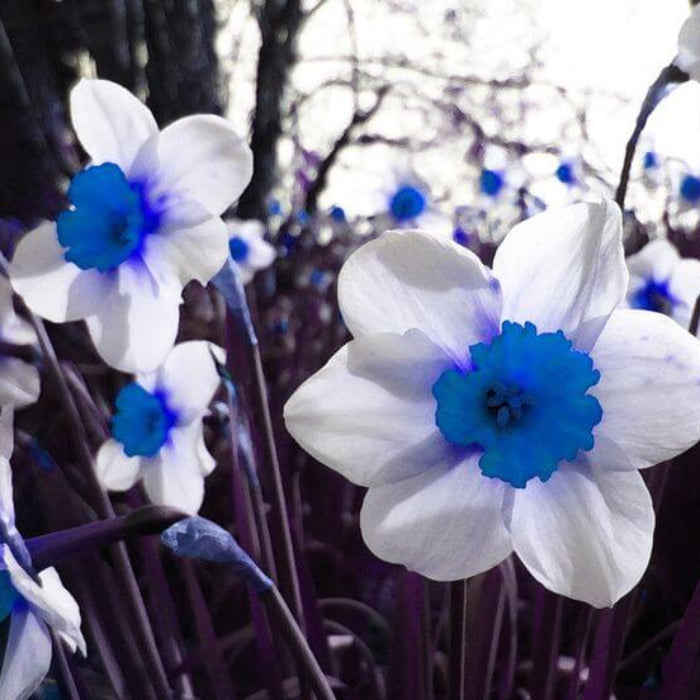 Blue White Daffodil Seeds 